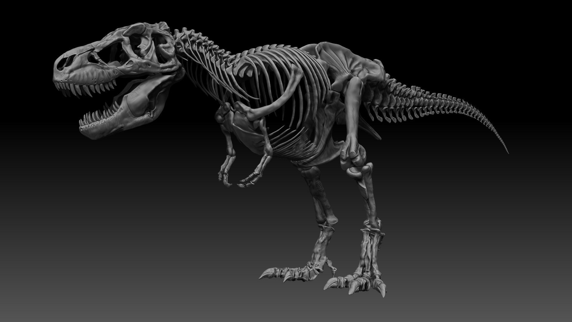 Dinosaur SubTyrannosaurus Rex Full Skeletons - SubREX 3D model_3