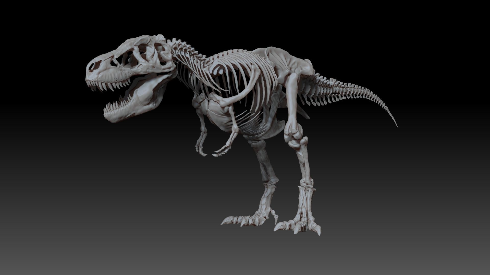 Dinosaur SubTyrannosaurus Rex Full Skeletons - SubREX 3D model_7