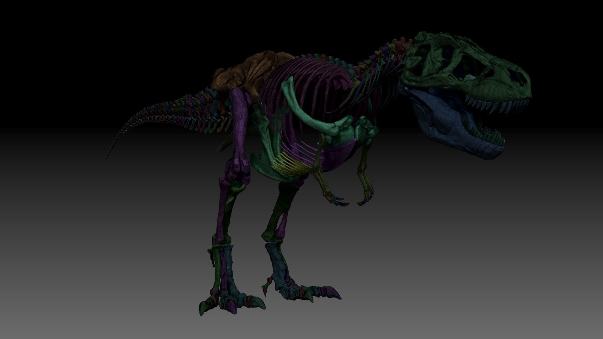 Dinosaur SubTyrannosaurus Rex Full Skeletons - SubREX 3D model_13