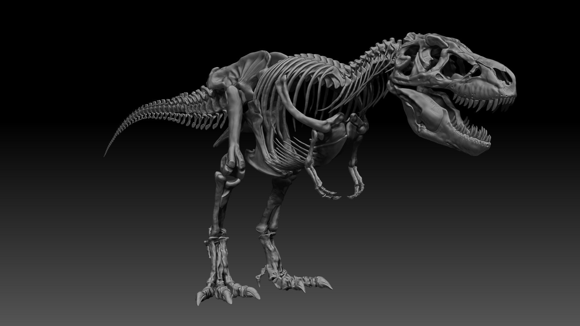 Dinosaur SubTyrannosaurus Rex Full Skeletons - SubREX 3D model_12