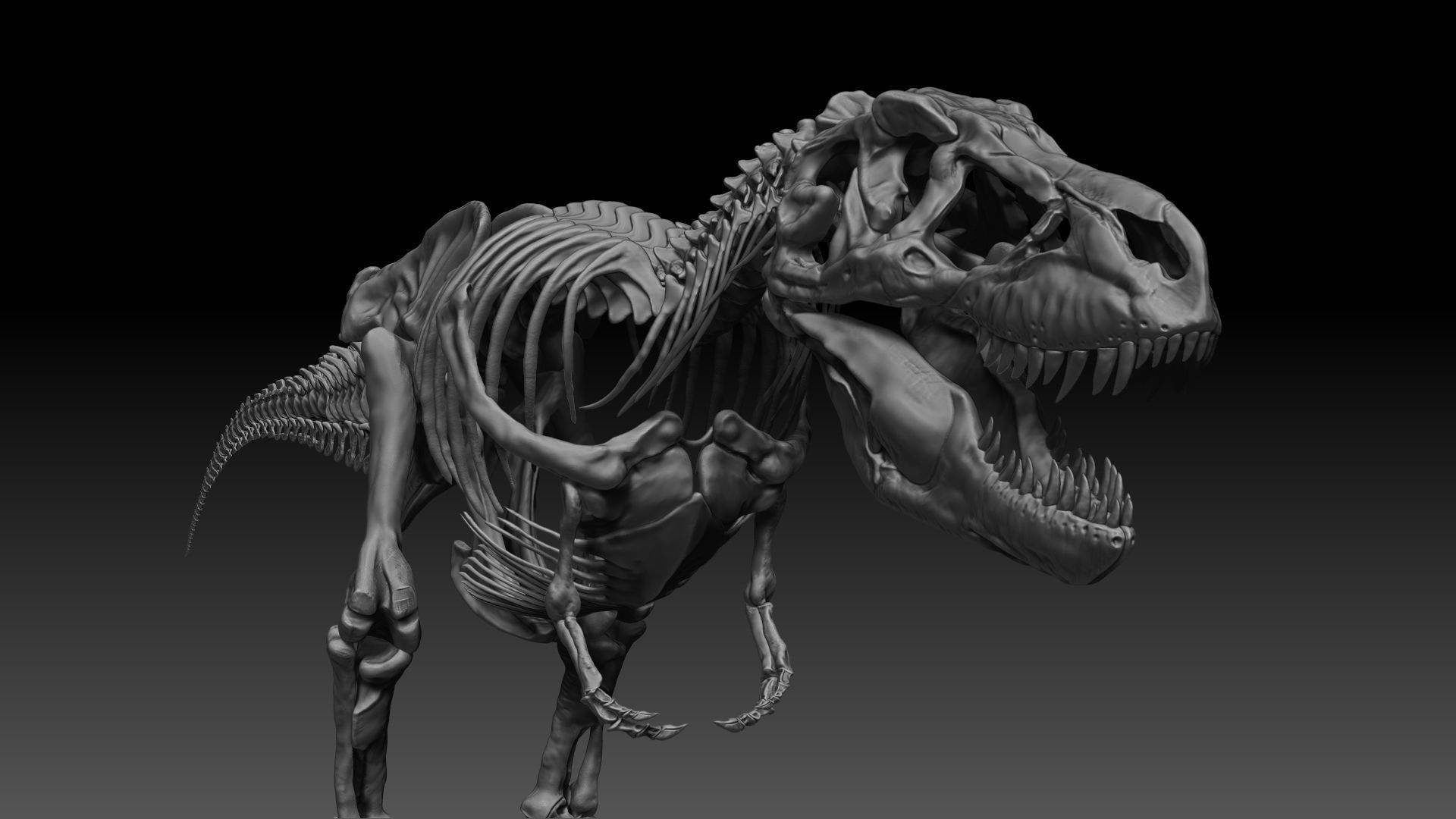 Dinosaur SubTyrannosaurus Rex Full Skeletons - SubREX 3D model_4