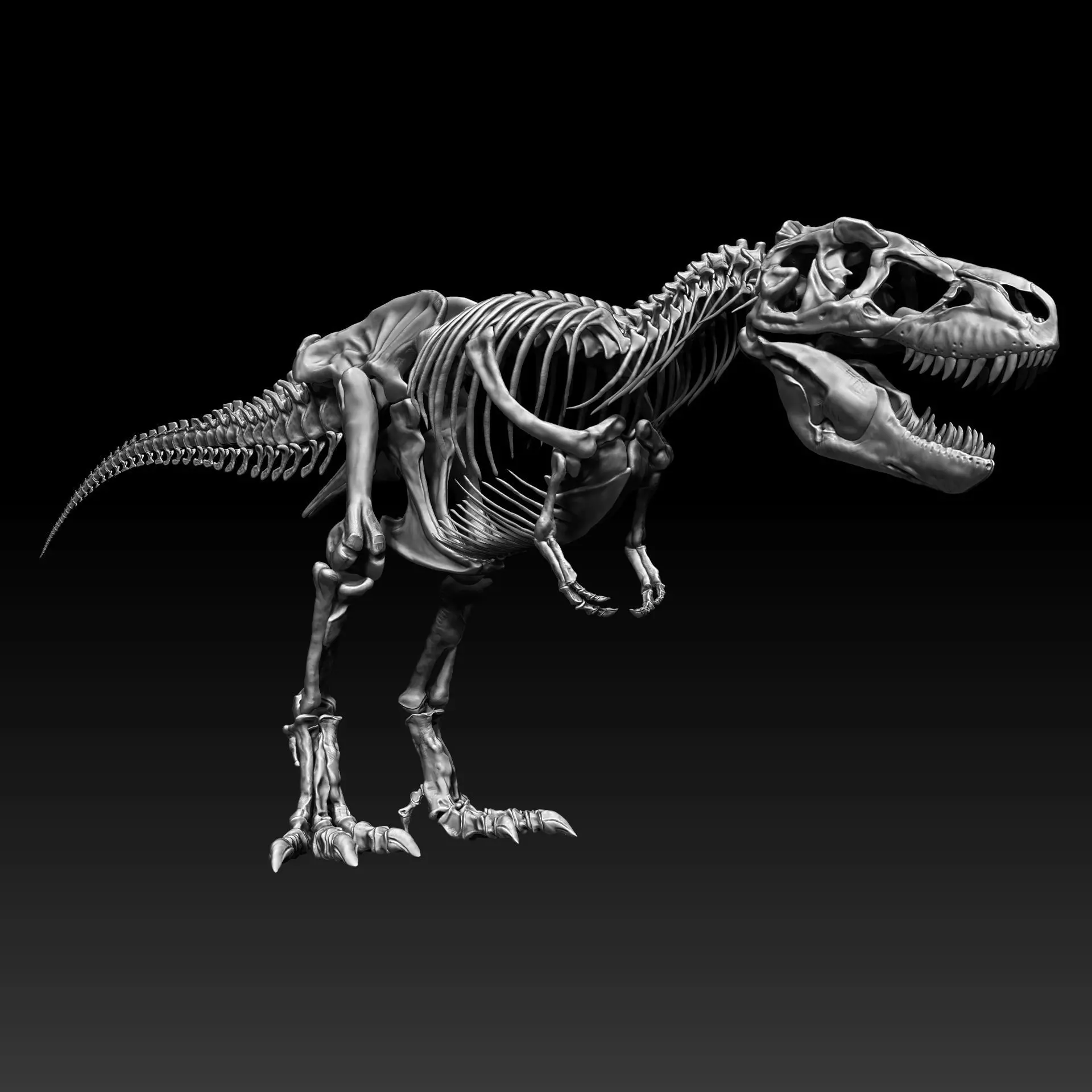 Dinosaur SubTyrannosaurus Rex Full Skeletons - SubREX 3D model_0