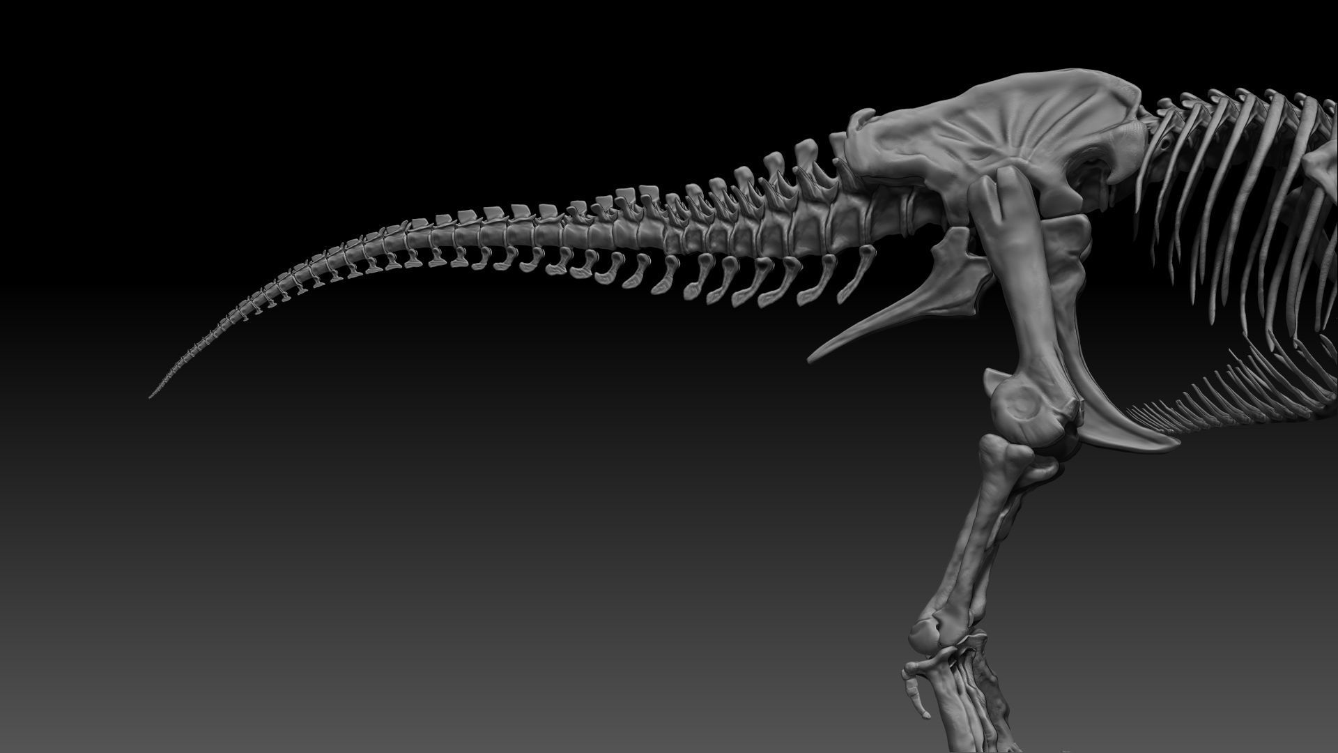 Dinosaur SubTyrannosaurus Rex Full Skeletons - SubREX 3D model_6