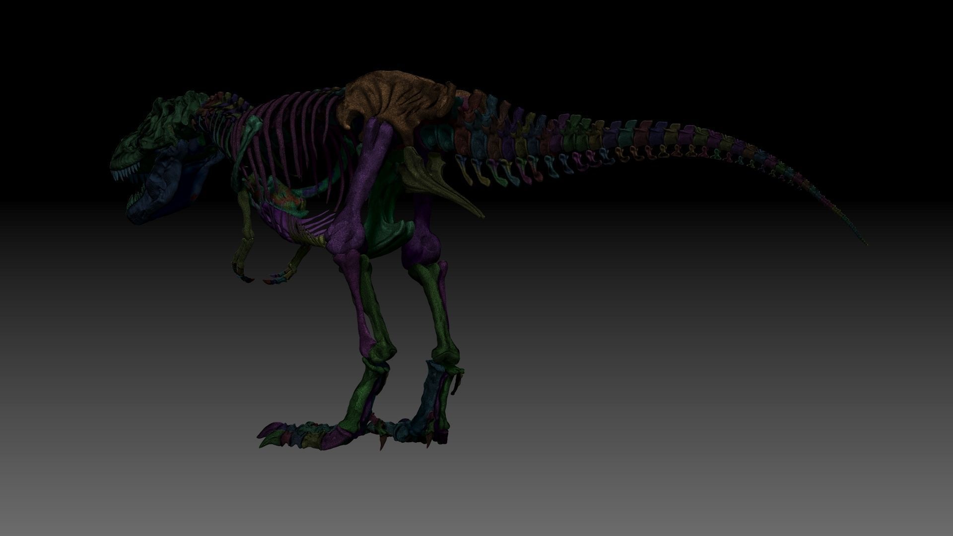 Dinosaur SubTyrannosaurus Rex Full Skeletons - SubREX 3D model_15