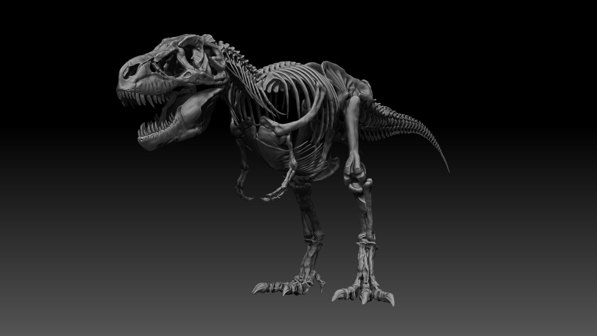 Dinosaur SubTyrannosaurus Rex Full Skeletons - SubREX 3D model_14