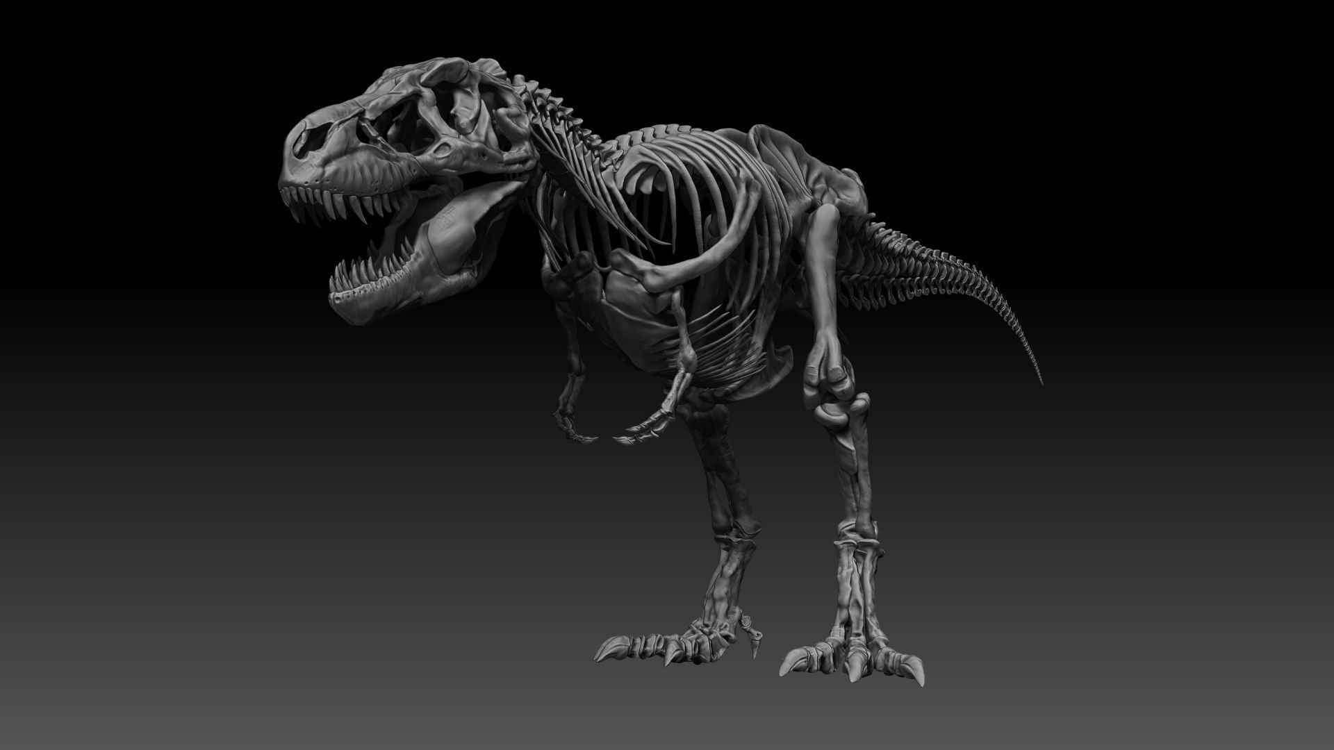 Dinosaur SubTyrannosaurus Rex Full Skeletons - SubREX 3D model_17