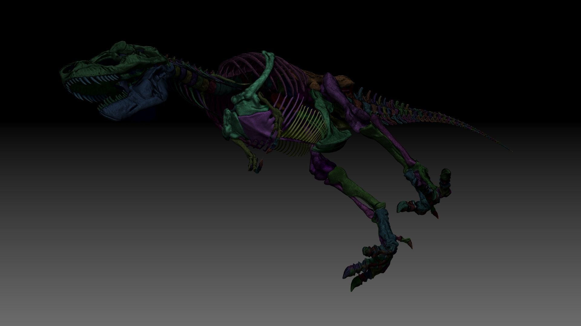Dinosaur SubTyrannosaurus Rex Full Skeletons - SubREX 3D model_16