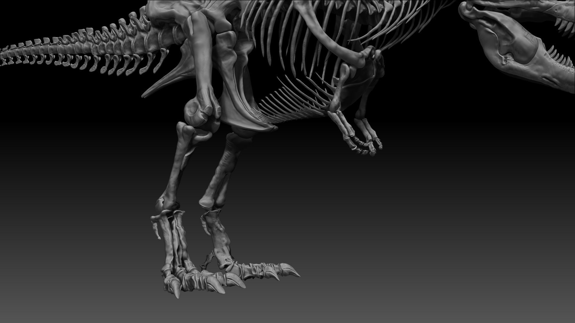 Dinosaur SubTyrannosaurus Rex Full Skeletons - SubREX 3D model_5