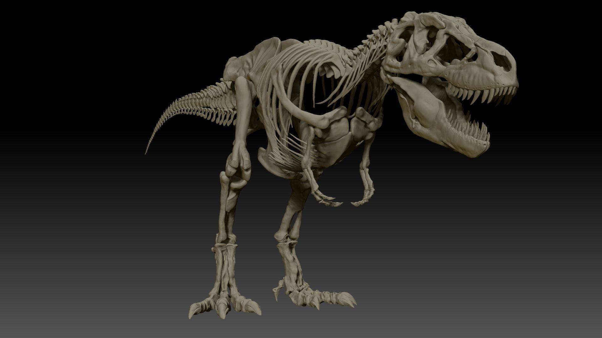 Dinosaur SubTyrannosaurus Rex Full Skeletons - SubREX 3D model_18