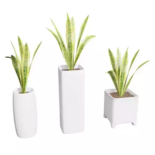Snake plant sansevieria with pot  Low-poly 3D model