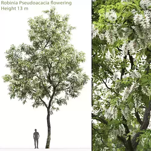 Robinia pseudoacacia 02 H13m 3D model