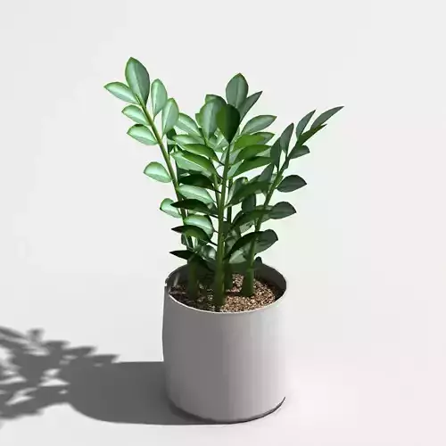 Zamioculcas zamiifolia 3D model