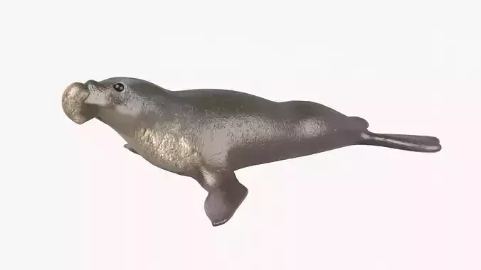 Elephant Seal Low-poly 3D model