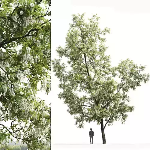 Robinia pseudoacacia 03 H14m 3D model