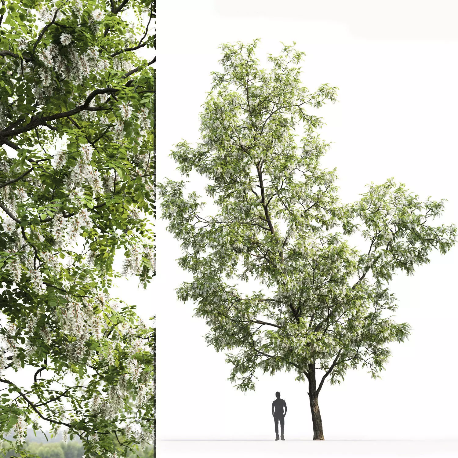 Robinia pseudoacacia 03 H14m 3D model