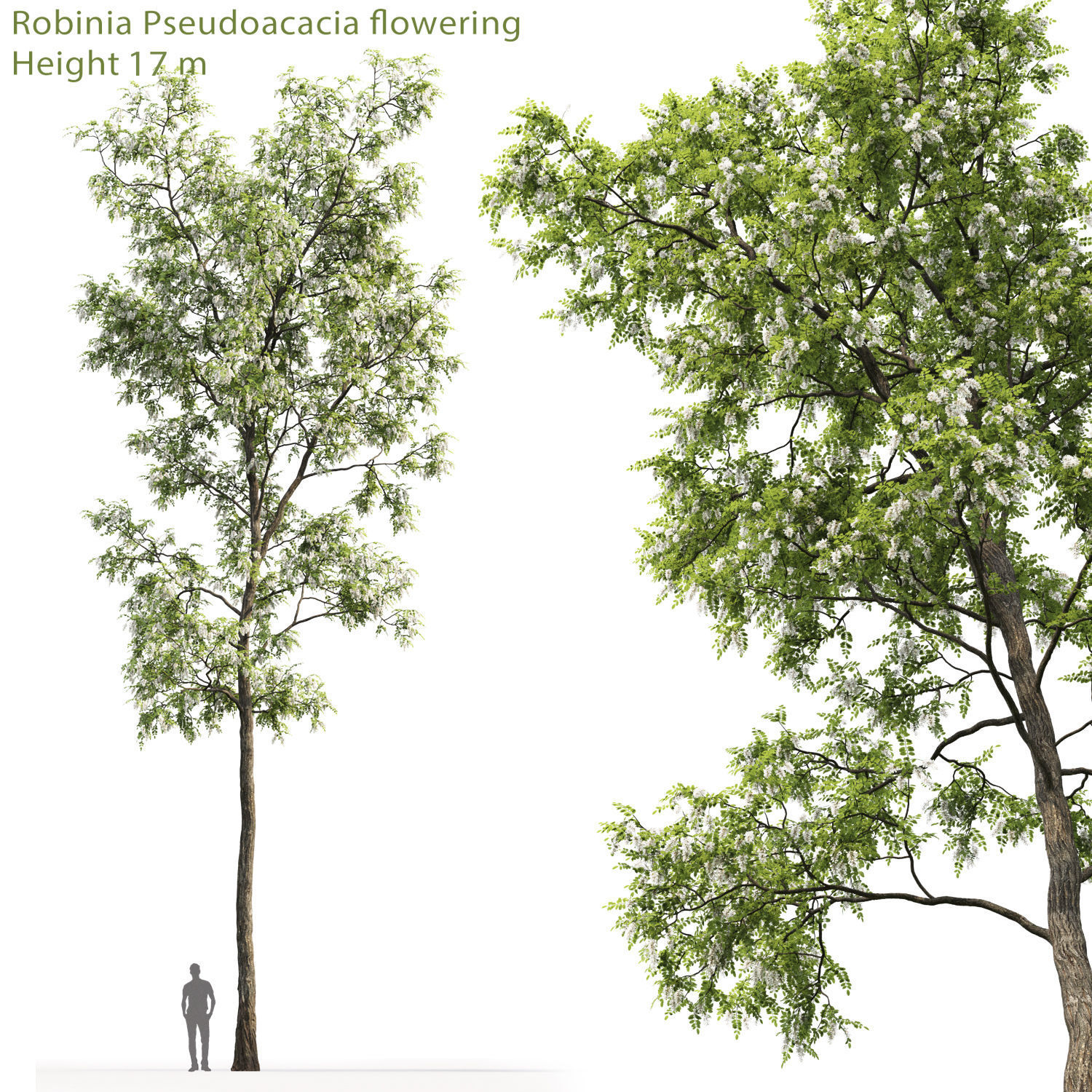 Robinia pseudoacacia 04 H17m 3D model_1