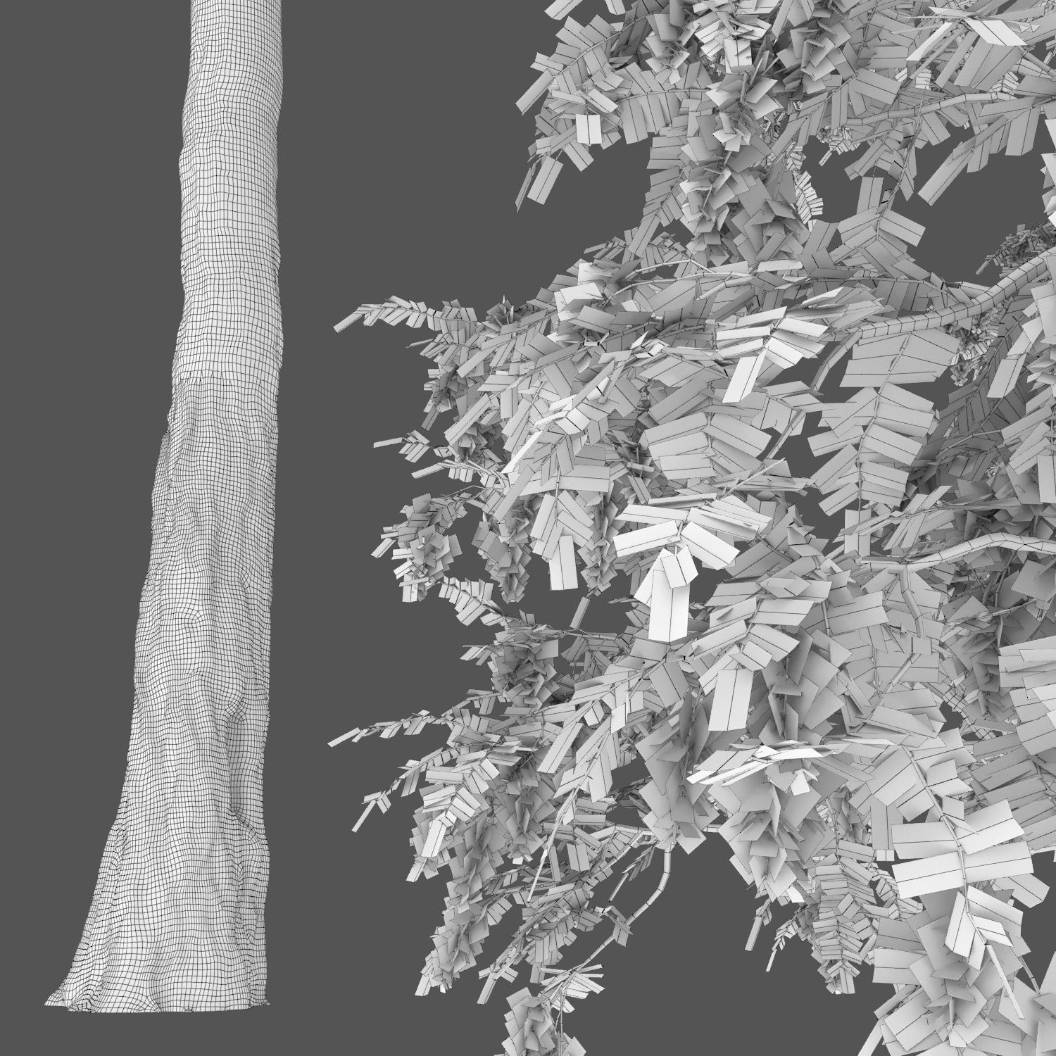 Robinia pseudoacacia 04 H17m 3D model_3