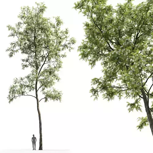 Robinia pseudoacacia 04 H17m 3D model