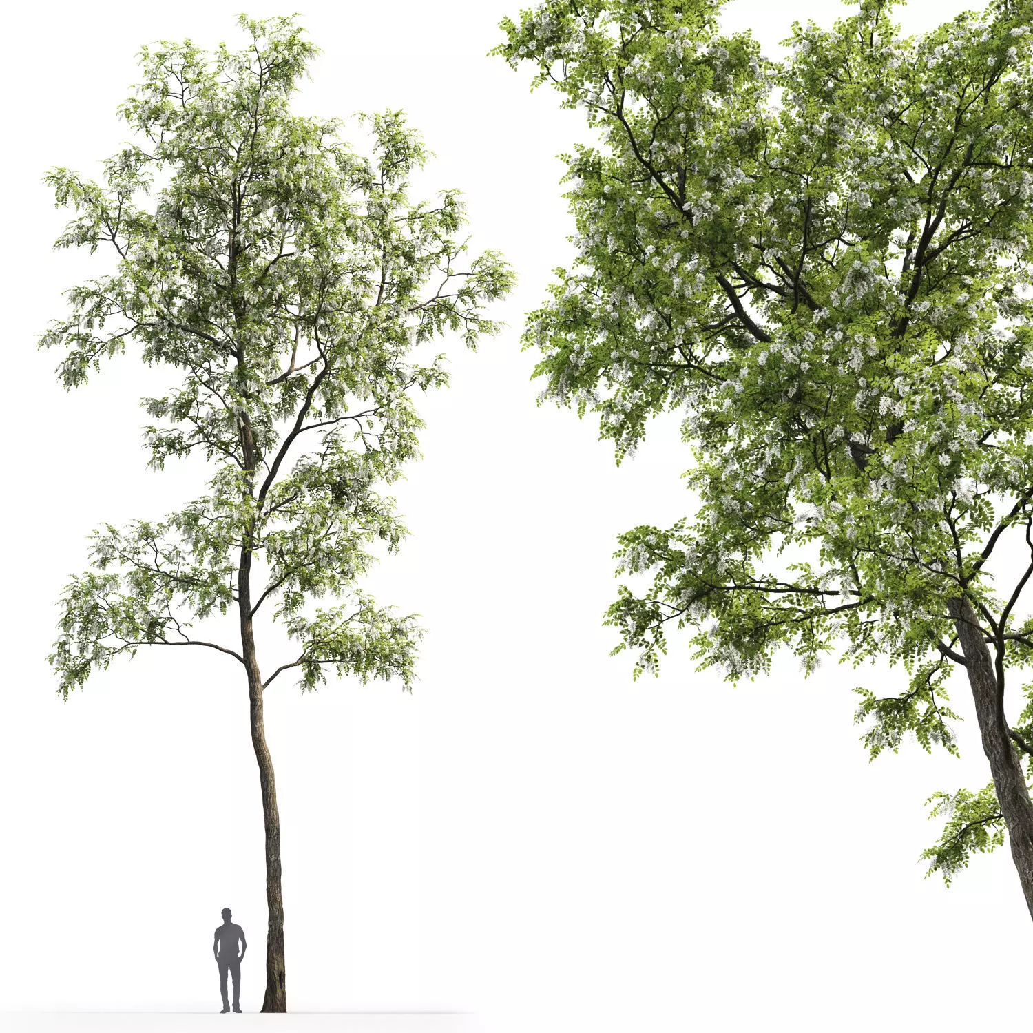 Robinia pseudoacacia 04 H17m 3D model_0