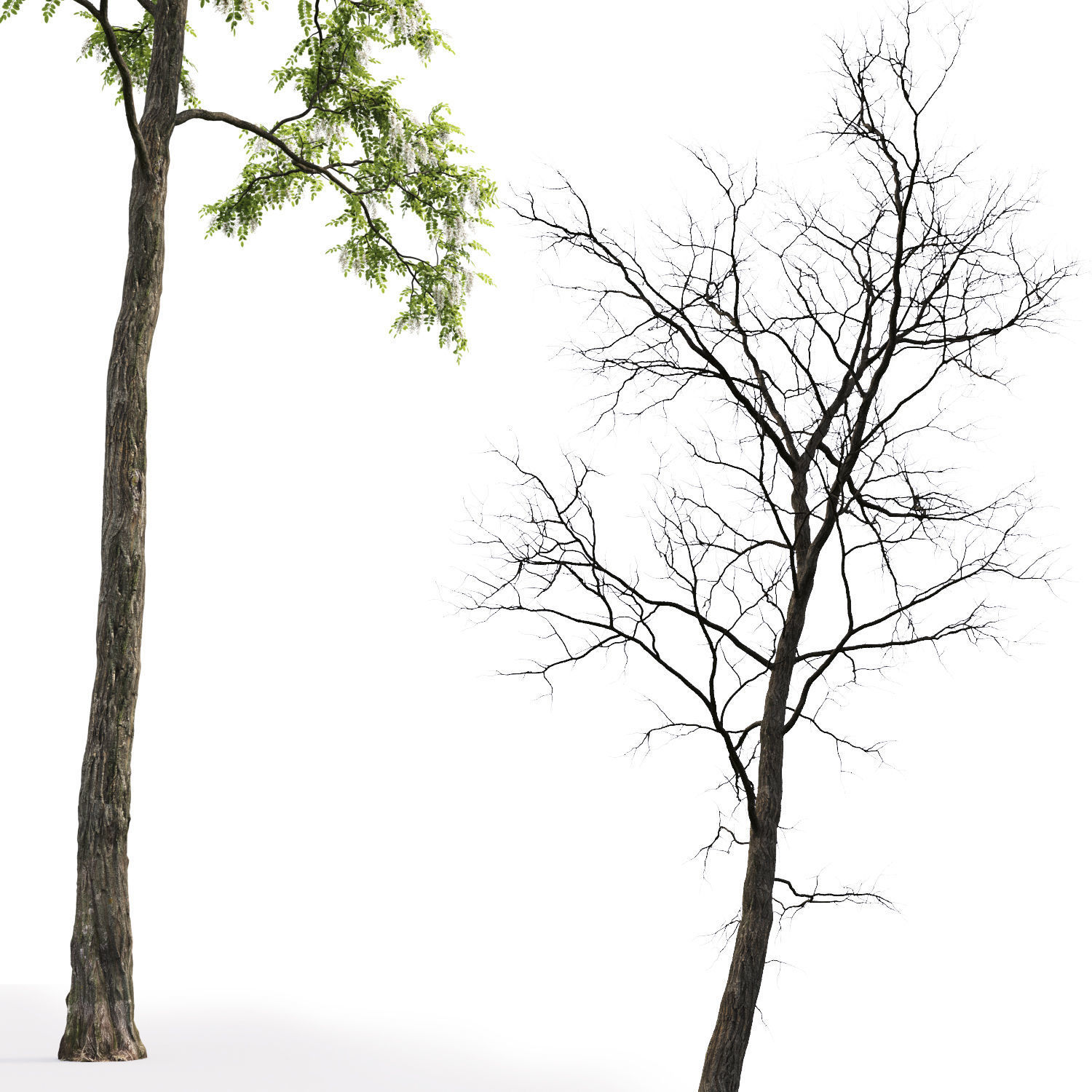 Robinia pseudoacacia 04 H17m 3D model_2