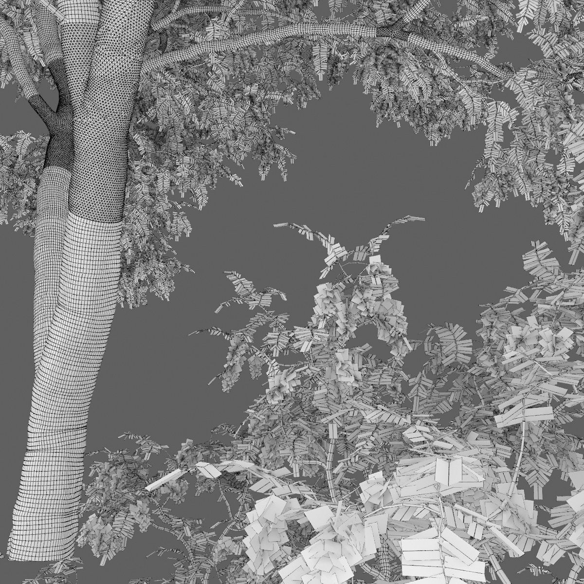 Robinia pseudoacacia 05 H9m 3D model_3