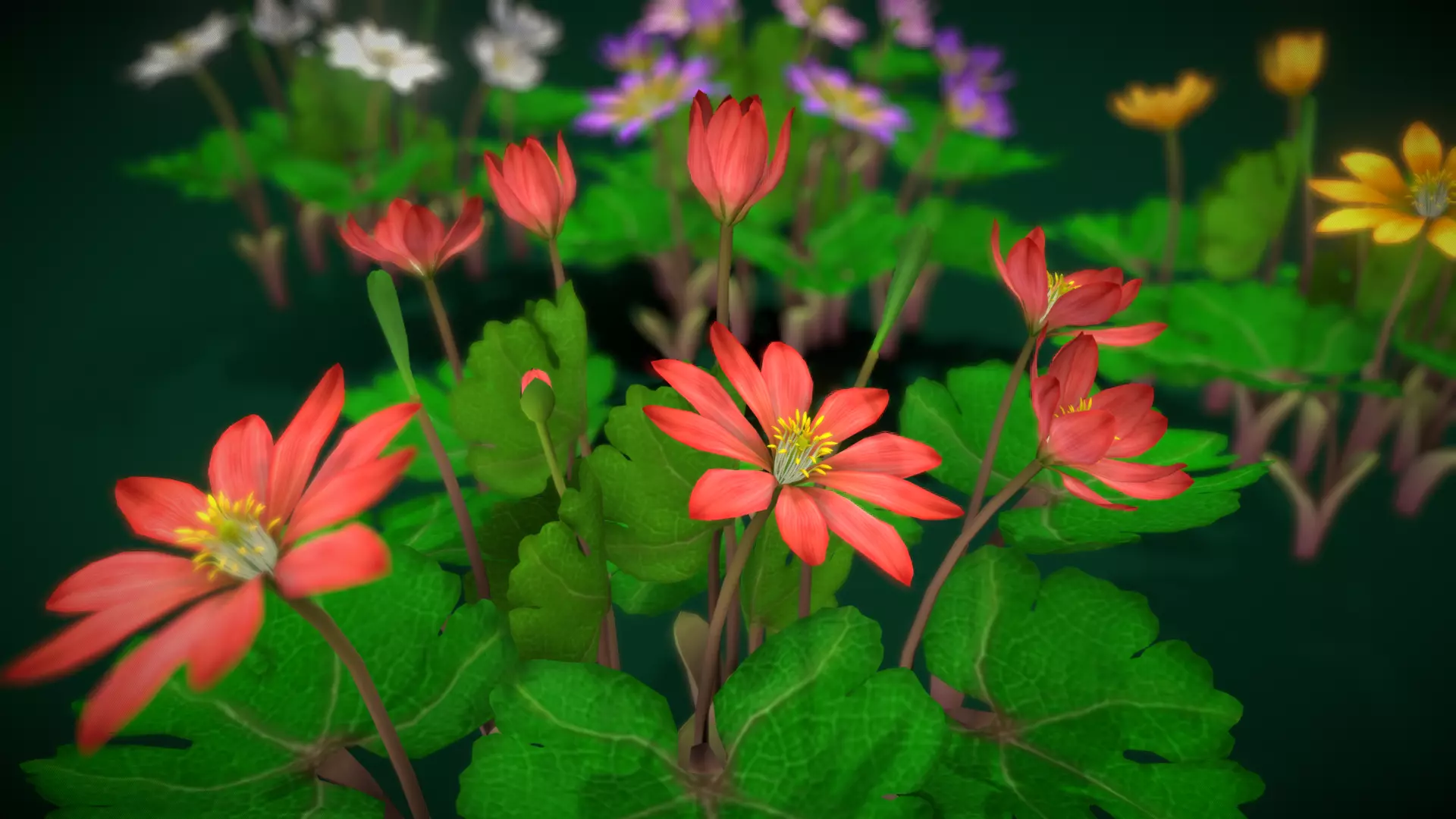 Flower Sanguinaria Canadensis Low-poly 3D model