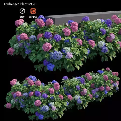Hydrangea Plant set 26 3D model