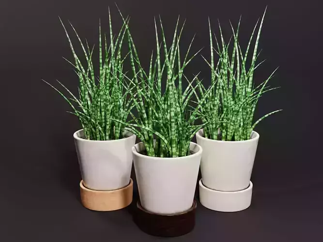 Snake Plant Houseplant - Sansevieria Fernwood Mikado 3D model