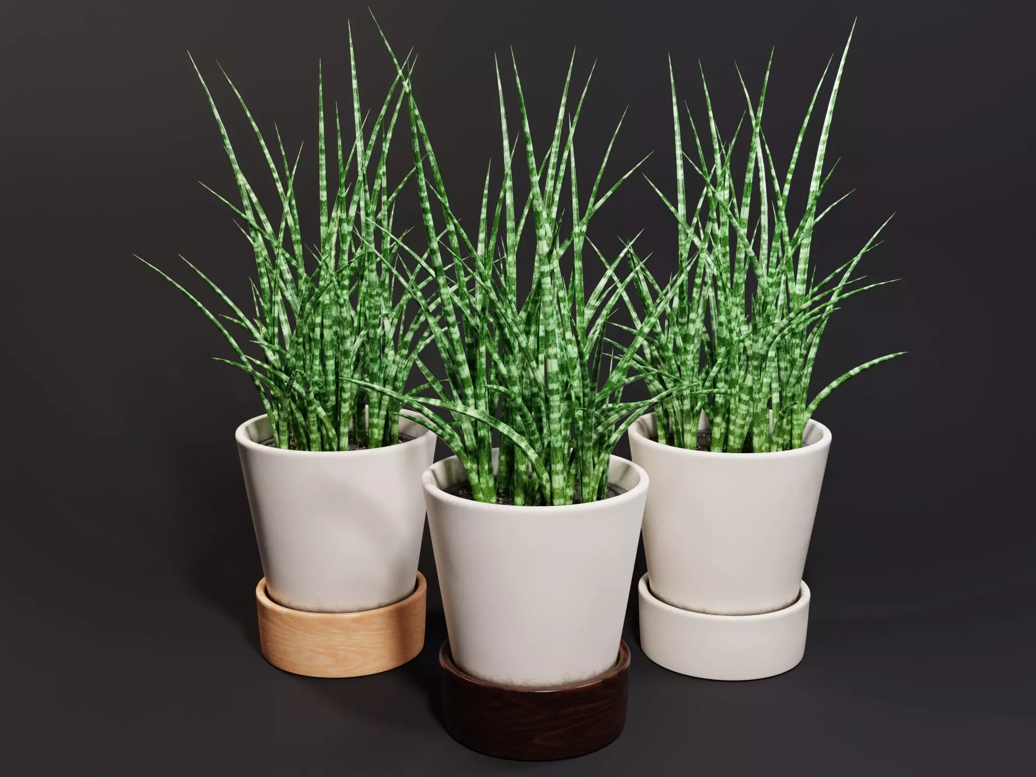 Snake Plant Houseplant - Sansevieria Fernwood Mikado 3D model
