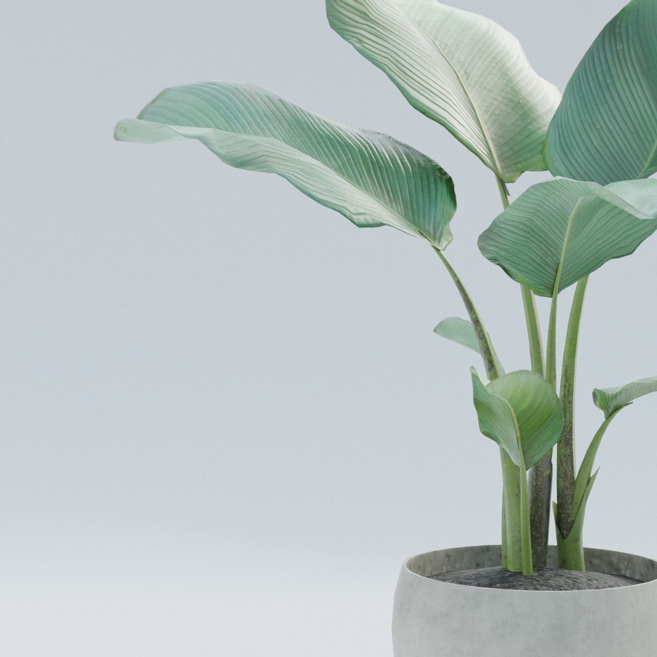 Plant Pack 1 Low-poly 3D model_4