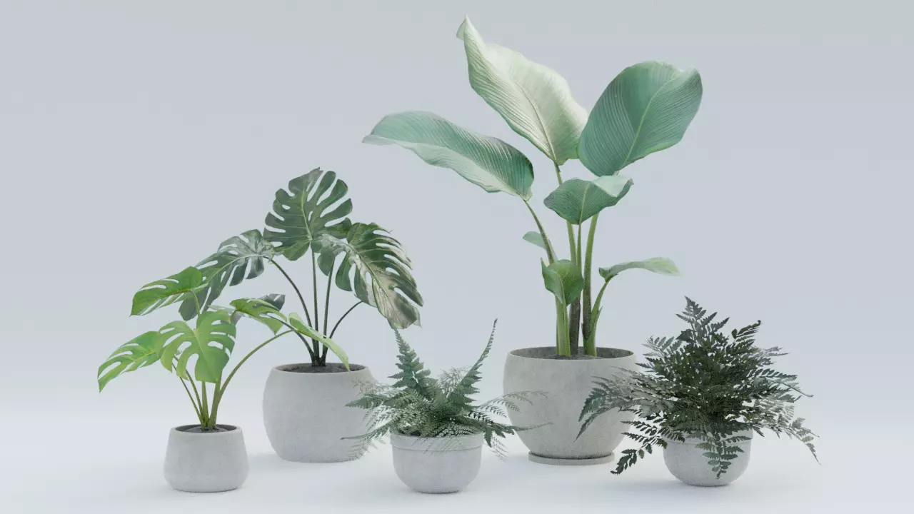 Plant Pack 1 Low-poly 3D model_0