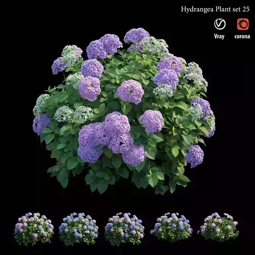 Hydrangea Plant set 25  3D model