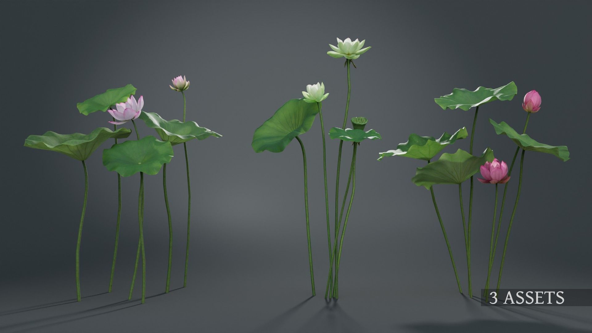 Lotus Collection vol07  Low-poly 3D model_1