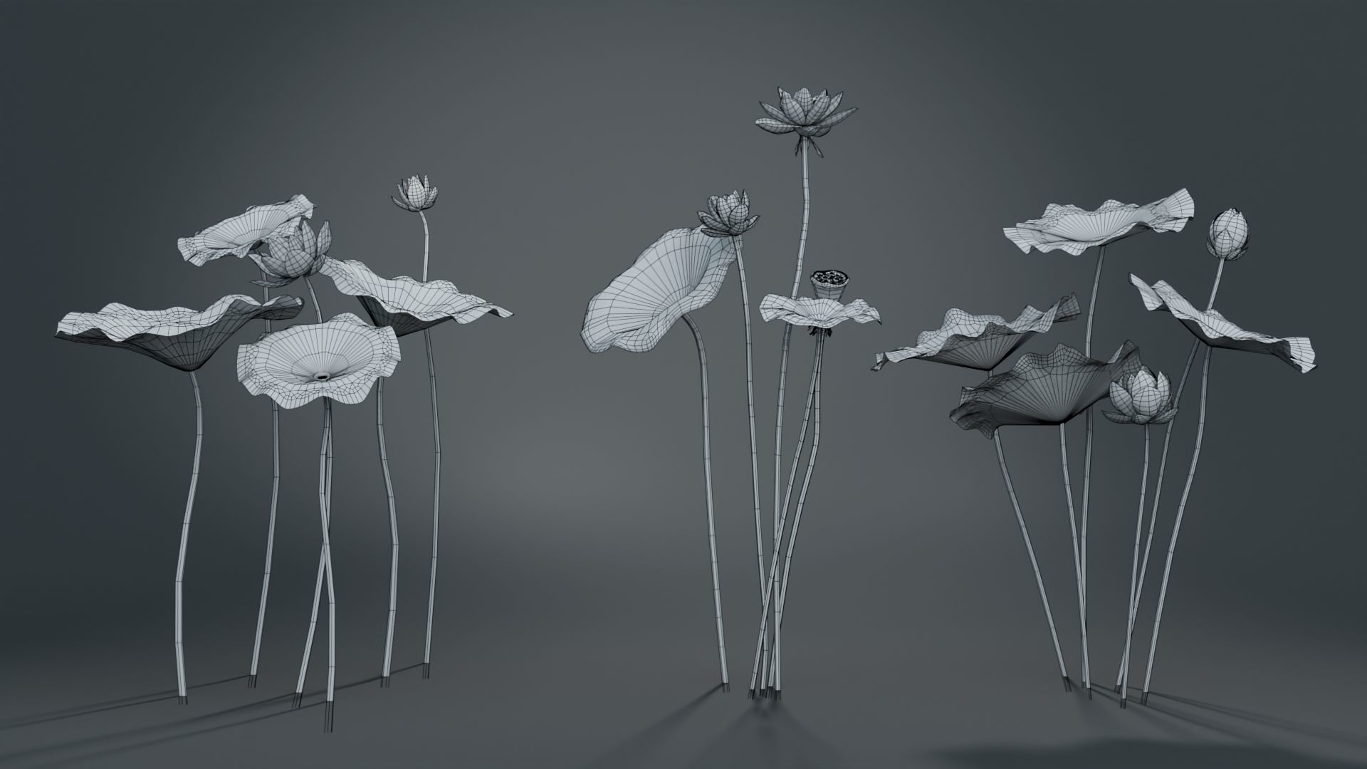 Lotus Collection vol07  Low-poly 3D model_3