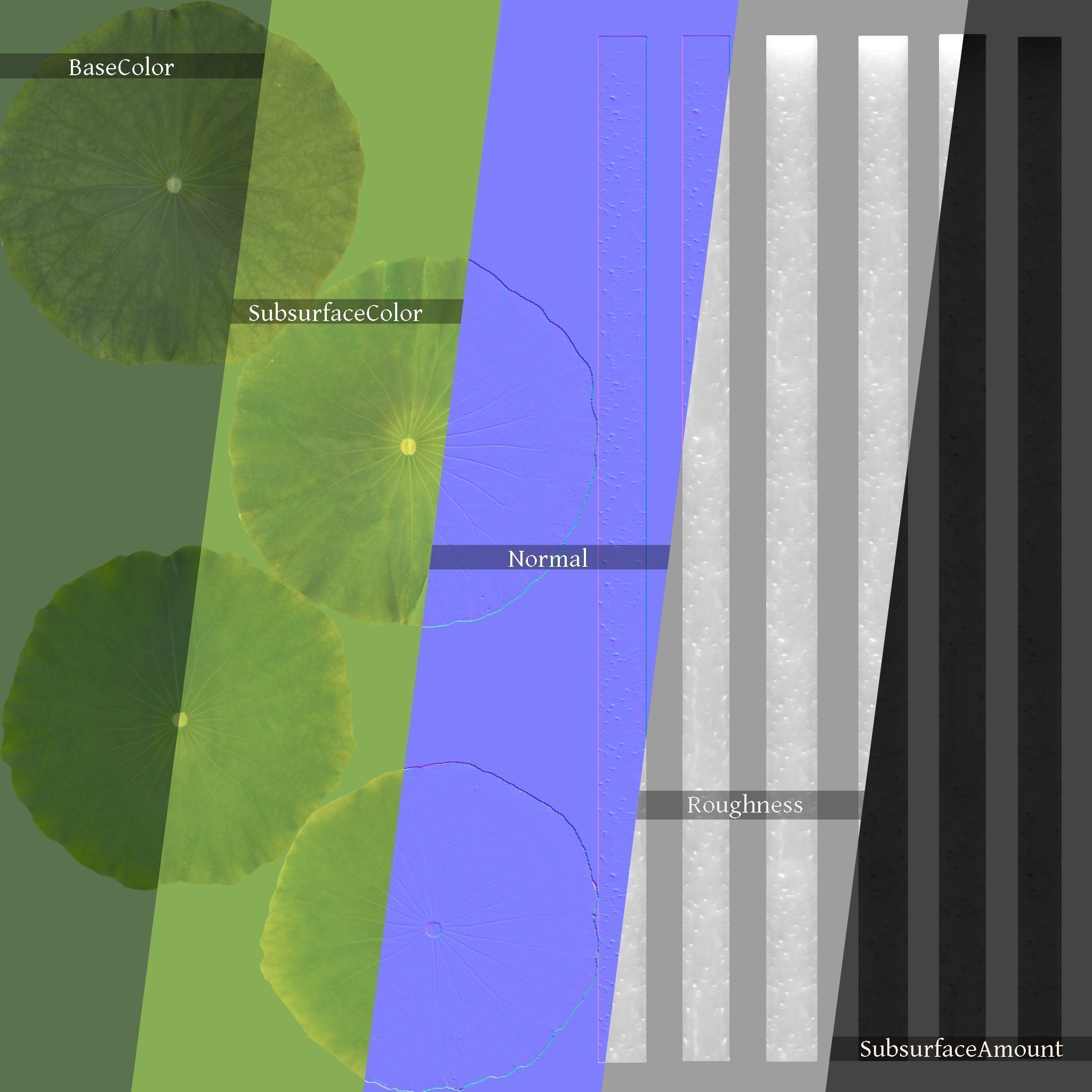 Lotus Collection vol07  Low-poly 3D model_6