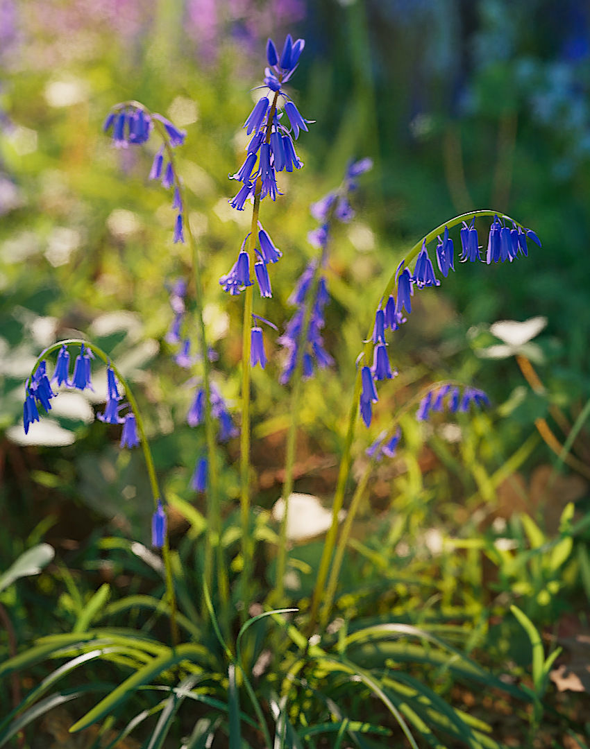 Bluebell Pack vol05 Low-poly 3D model_4