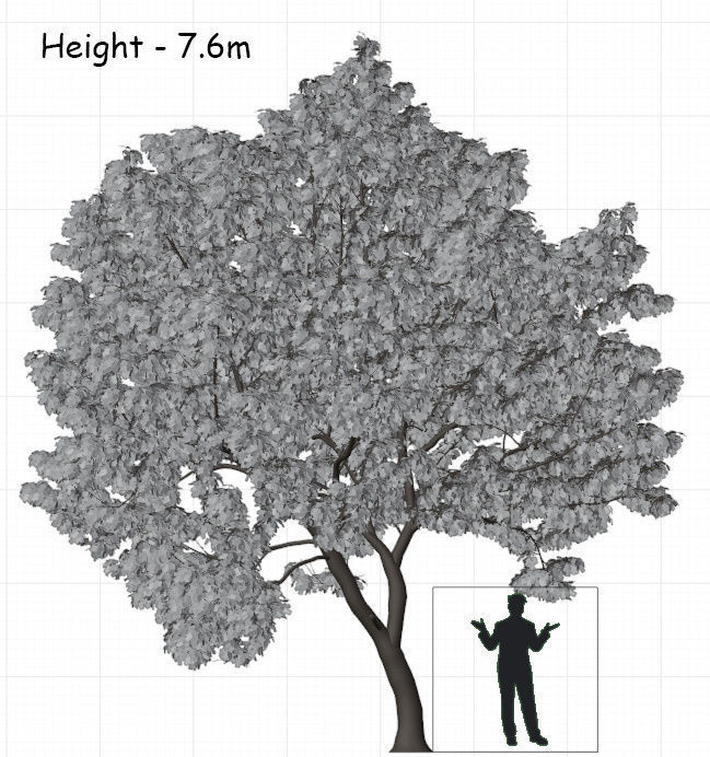 Generic tree 3D model_3