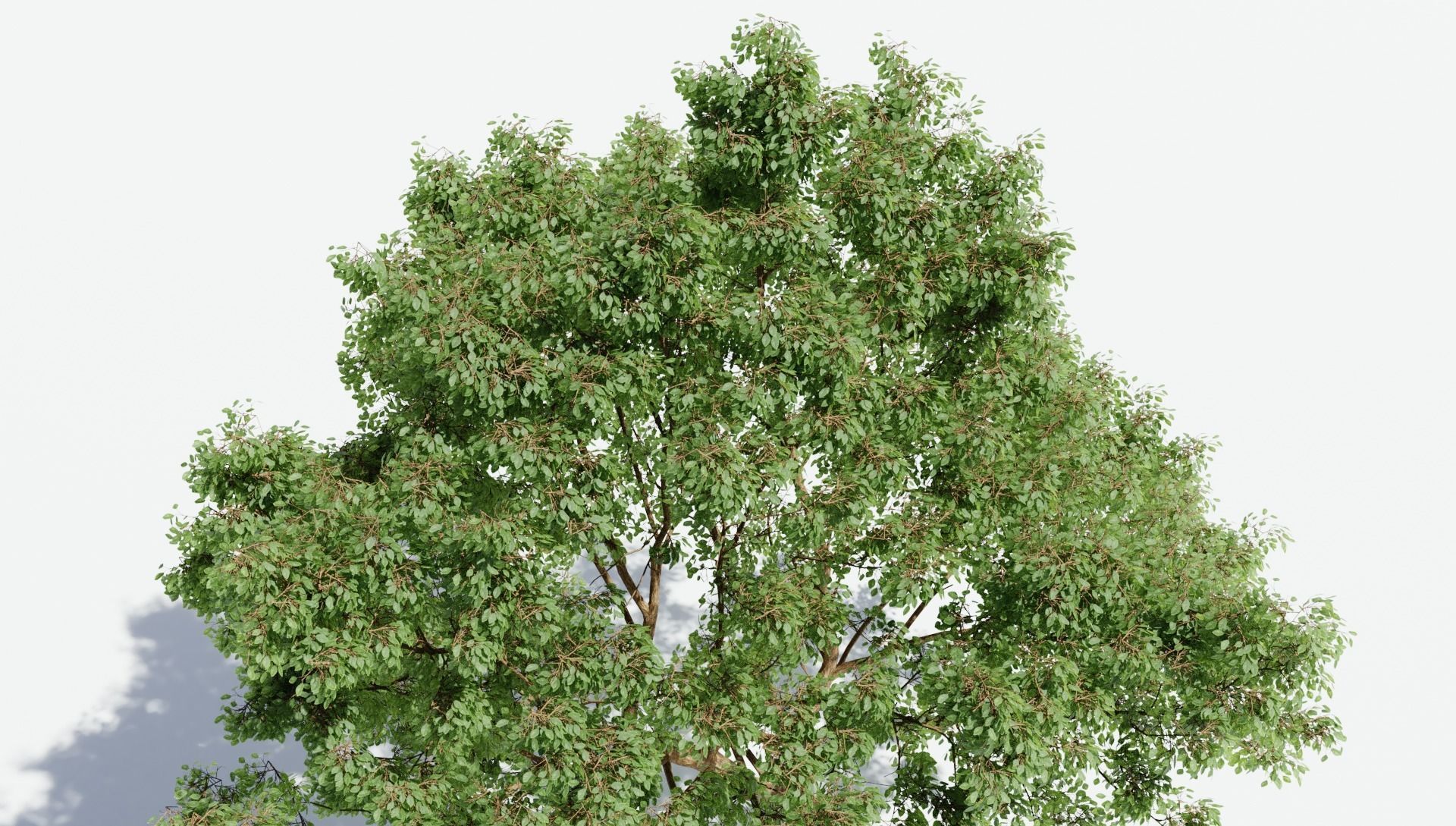 Generic tree 3D model_2