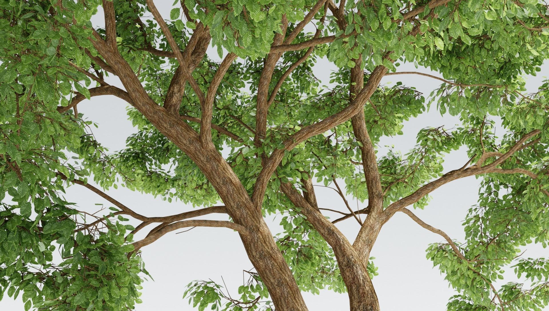 Generic tree 3D model_1