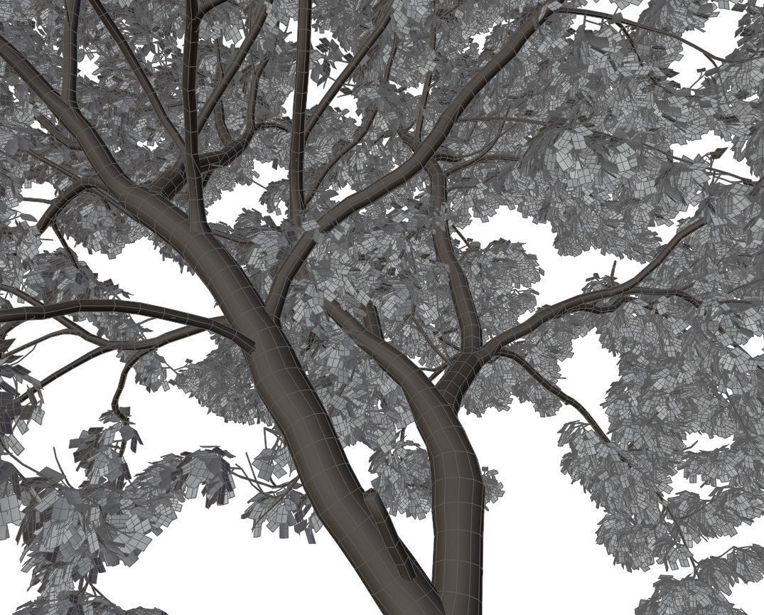 Generic tree 3D model_6