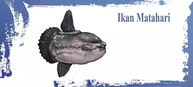 Ocean Sunfish 