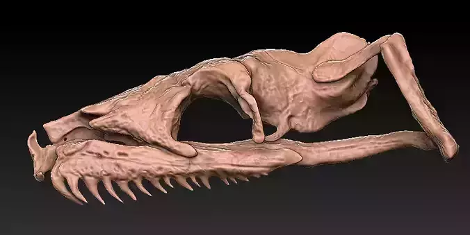 Titan Bowa Skull with jaw