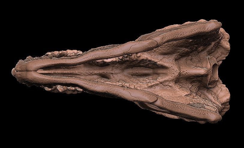 postosuchus skull 3D model_5
