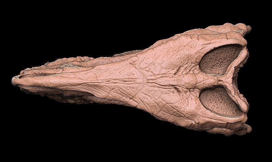 postosuchus skull 3D model_2
