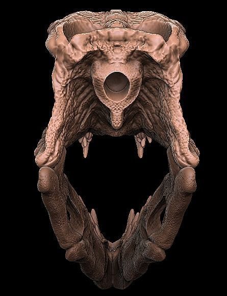 postosuchus skull 3D model_4