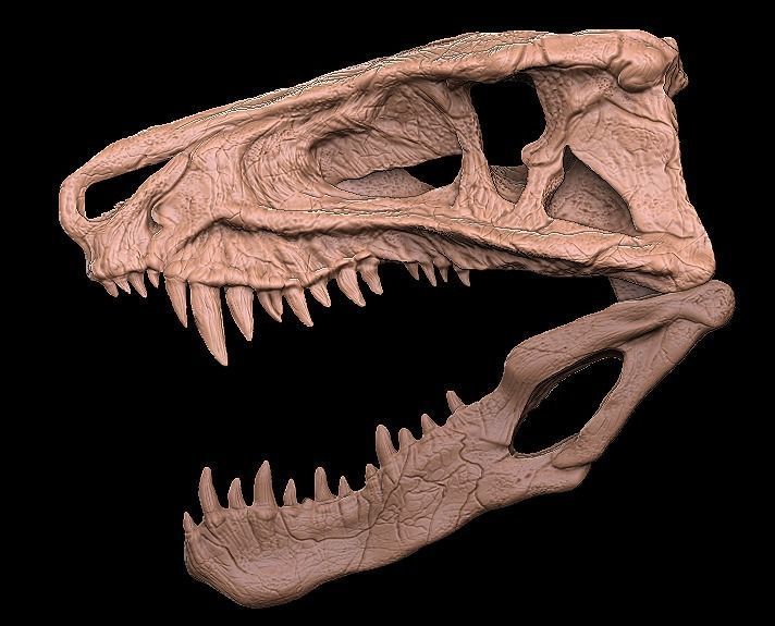 postosuchus skull 3D model_1