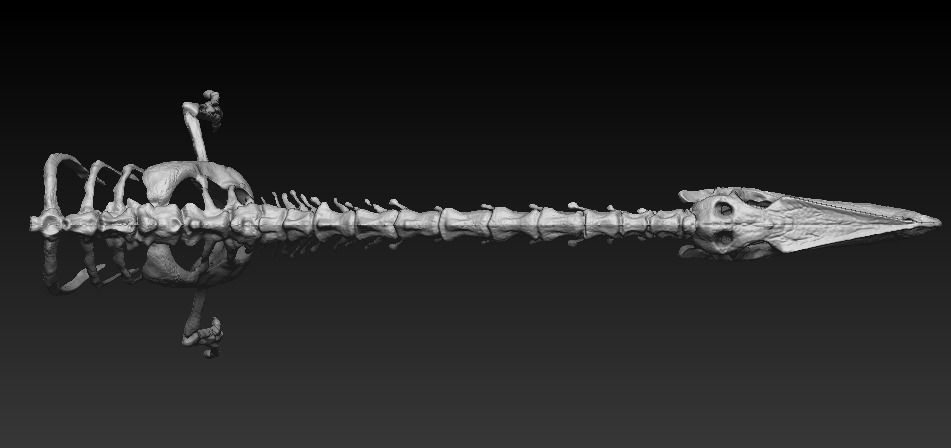 coelophysis half skeleton 3D model_3