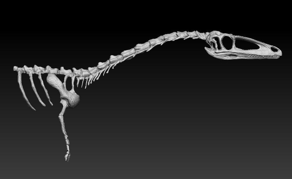 coelophysis half skeleton 3D model_1