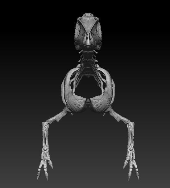 coelophysis half skeleton 3D model_2