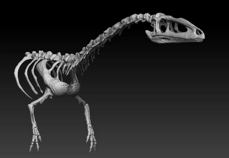 coelophysis half skeleton 3D model_0